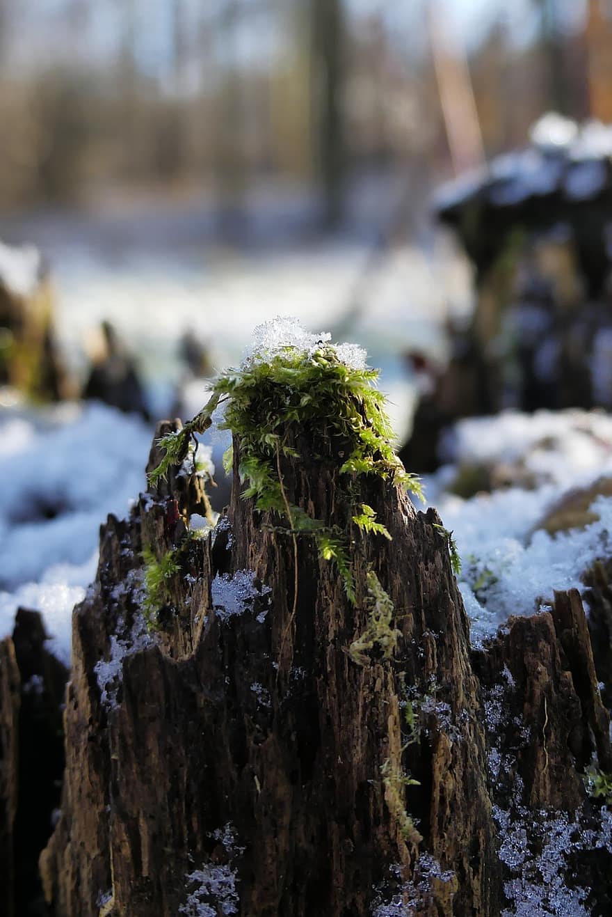 Nature, Macro, Winter, Stump, Snow, Moss, Outdoors, forest, tree, leaf, green color