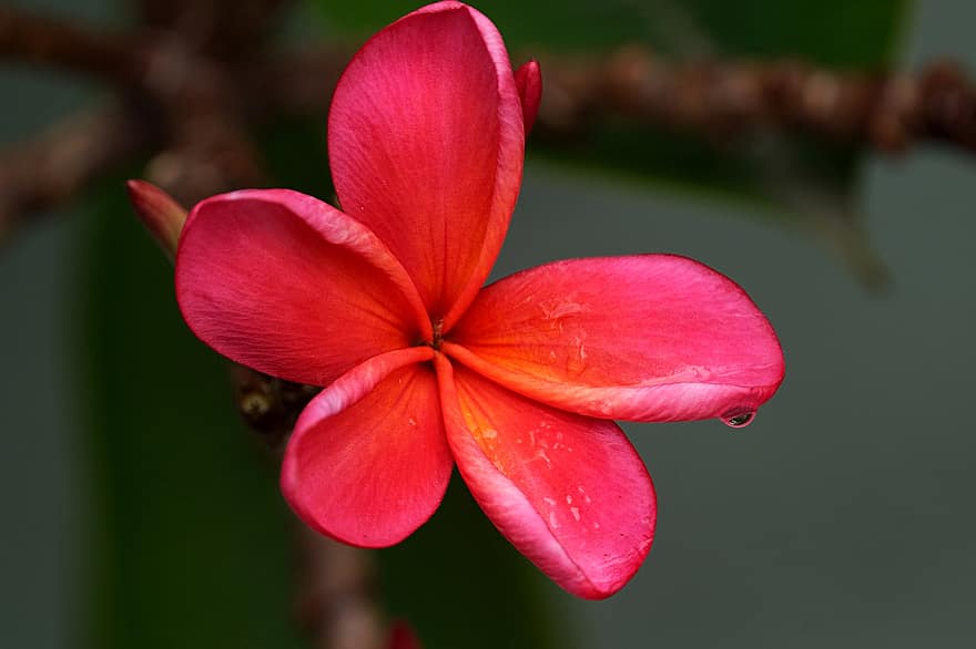 frangipani vermell, flor, planta, flor vermella, plumeria, frangipani, pètals, florir, primer pla, pètal, full