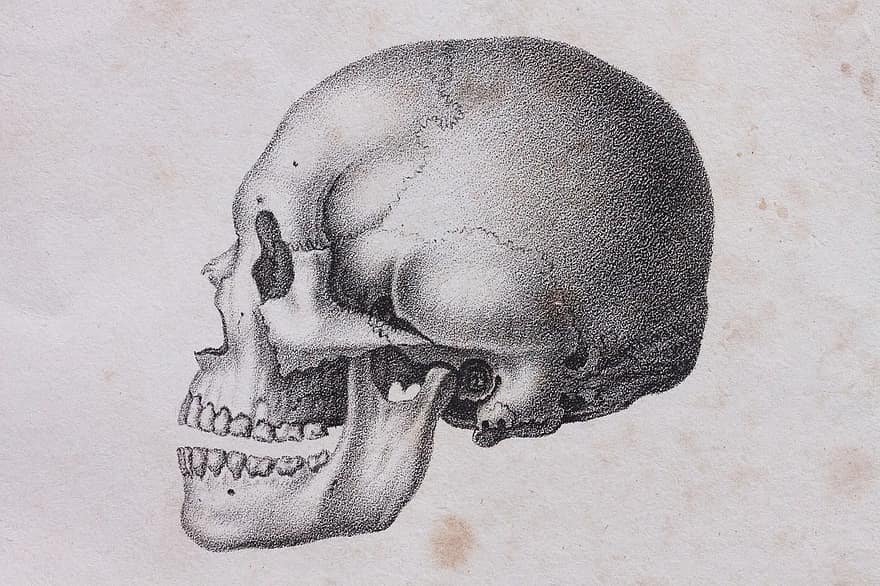 craniu, craniu și oase încrucișate, uman, europe-, os, schelet, reprezentare, tusche indian ink, Tehnologia punctului, stilou și desen cerneală, vechi