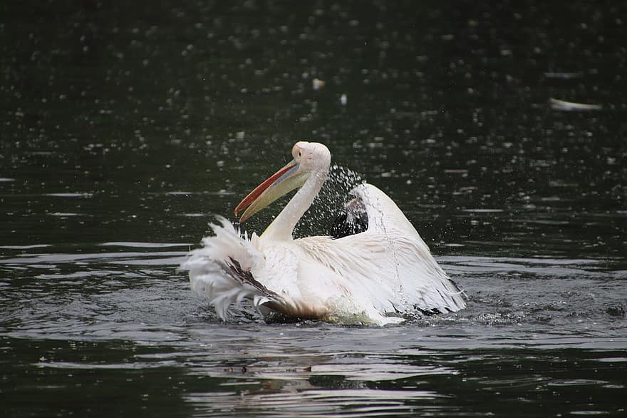 pelican, pasăre, lac, flapping, Wader, păsări de apă, păsări acvatice, animal, animale sălbatice, aripi, cioc
