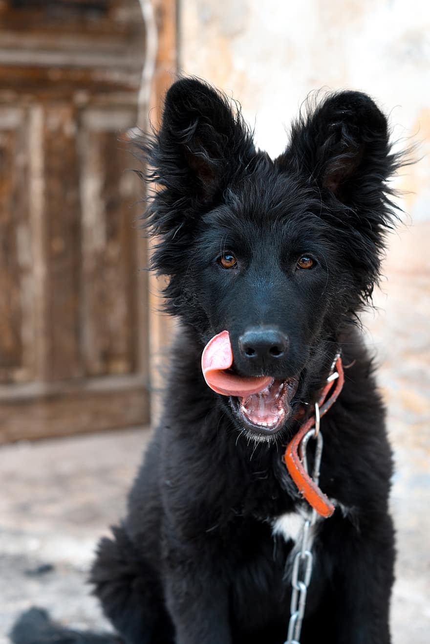 hond, Duitse herder, likken, tong, tong uit, zwarte Hond, zwarte vacht, huisdier, honden ketting, hondenhalsband, hoektand