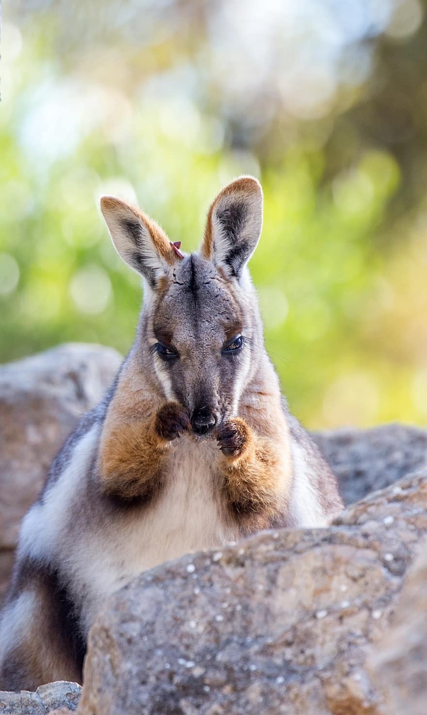 wallaby, pattedyr, klippe, dyreliv, natur, dyr, vild, Monarto