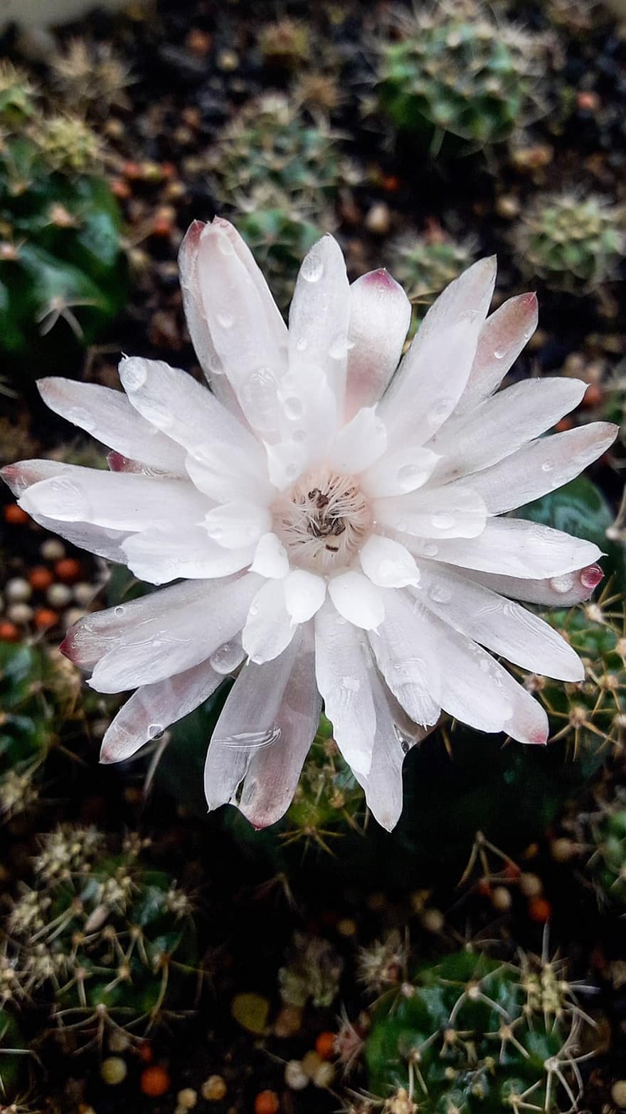 Discocactus, floare, rouă, umed, plantă, cactus, floare albă, petale, a inflori, suculent, picături de rouă