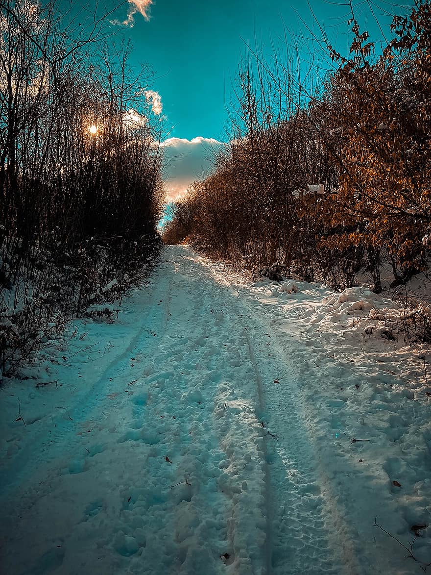 Road, Forest, Snow, Path, Trail, Trees, Sunlight, Cold, Frost, Ice, Snowy