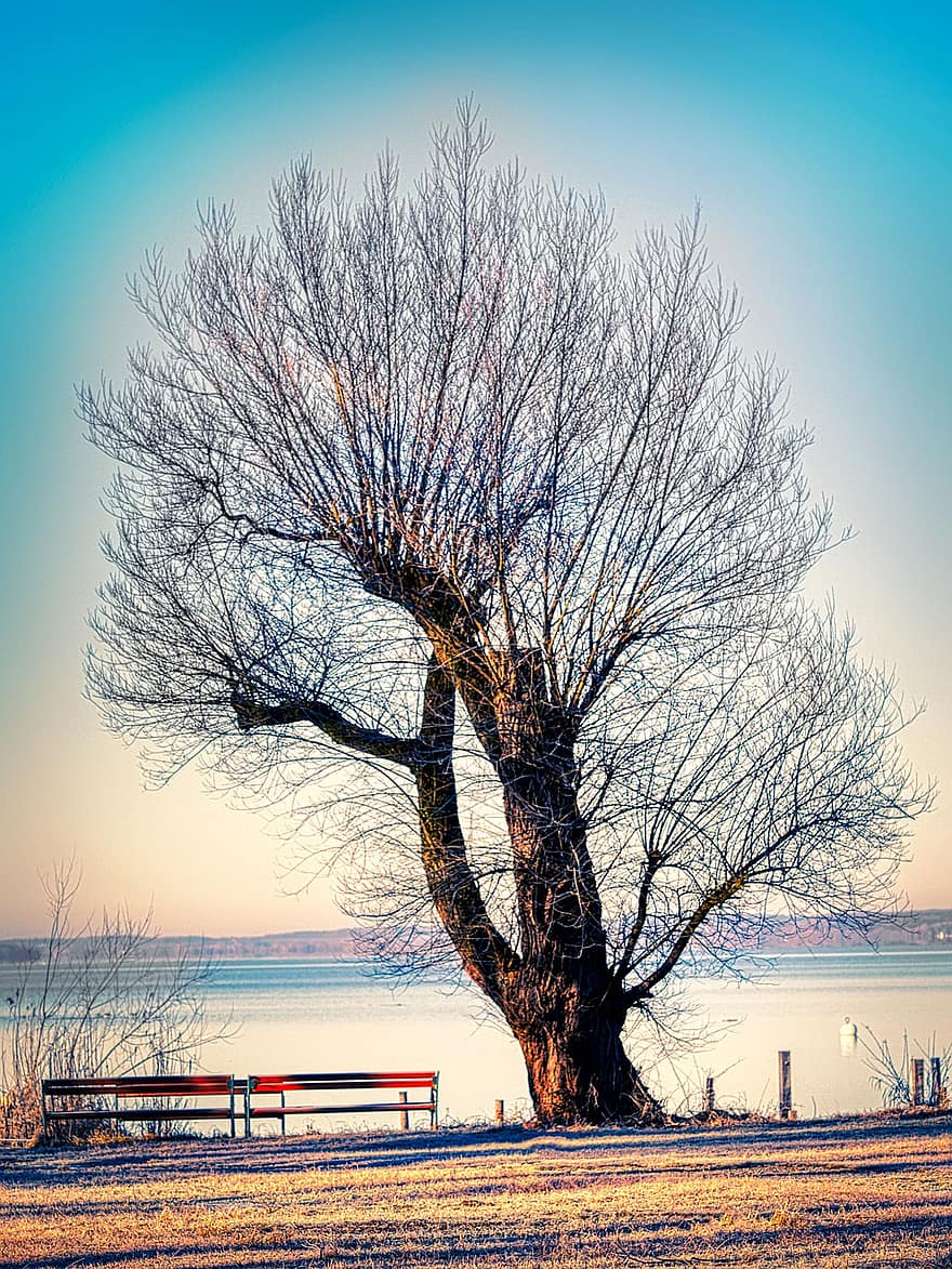 Tree, Winter, Nature, Lake, Benches, Riverbank, Snow, Cold, Frost, Bare Trees, Birds