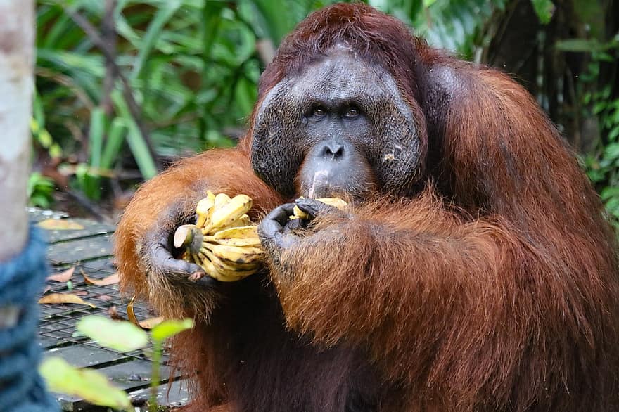 animal, orangutan, mamífer, primat, mico, espècies, fauna, Espècies en perill d'extinció, animals a la natura, bosc, pluja tropical