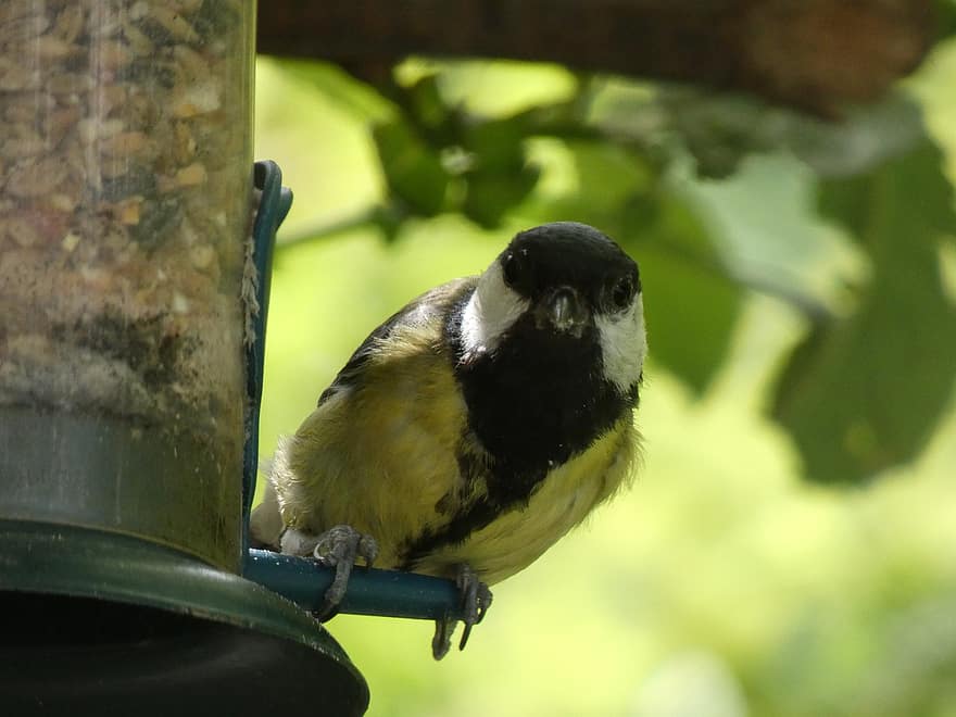 tit yang bagus, burung, bulu burung, margasatwa, mengamati burung, bulu, cabang, makanan, burung penyanyi, mencari makan, makan