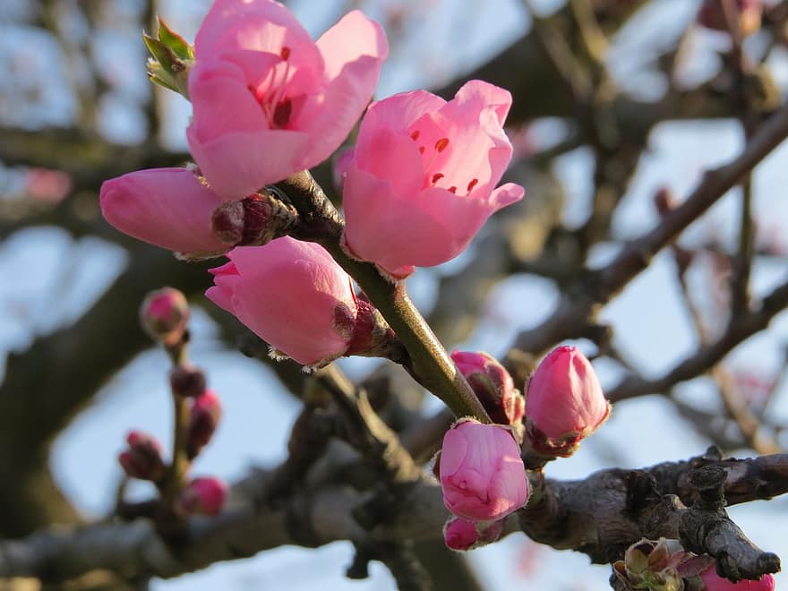 sakura, las flores, Flores de cerezo, pétalos de rosa, pétalos, floración, flor, flora, Flores de primavera, naturaleza