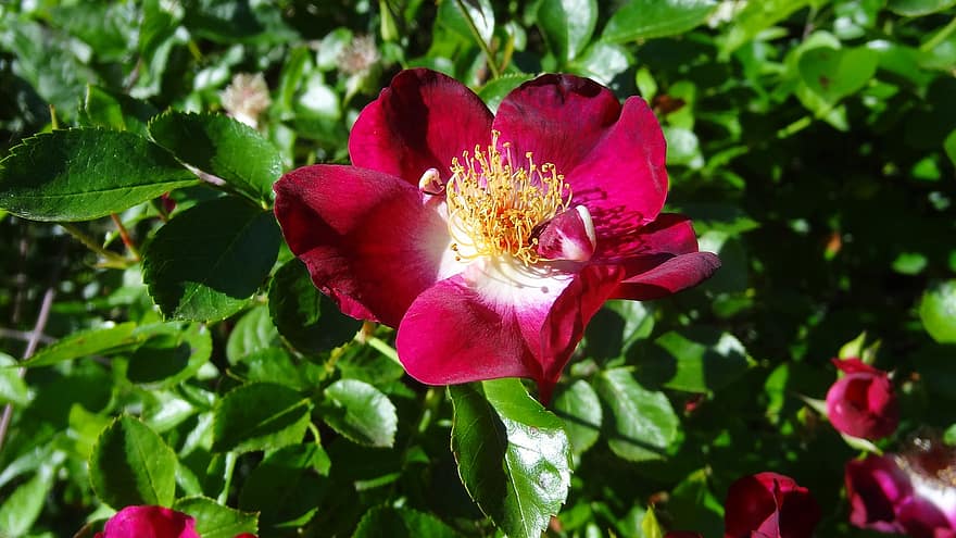 rosado, flor, primavera, planta, pétalos, Franco Condado, Rosal, naturaleza, flora