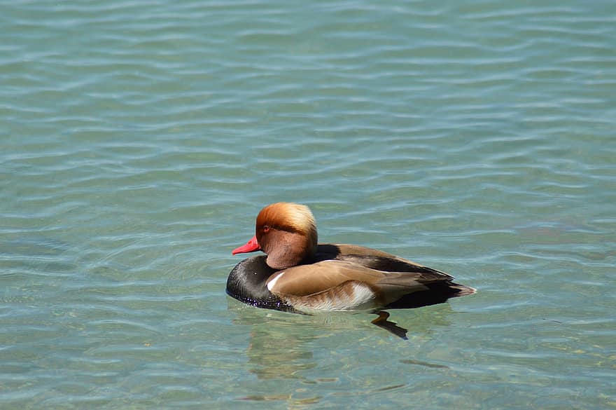 Red-crested Pochard, Duck, Bird, Waterfowl, Water Bird, Aquatic Bird, Animal, Plumage, Lake, Water, Nature
