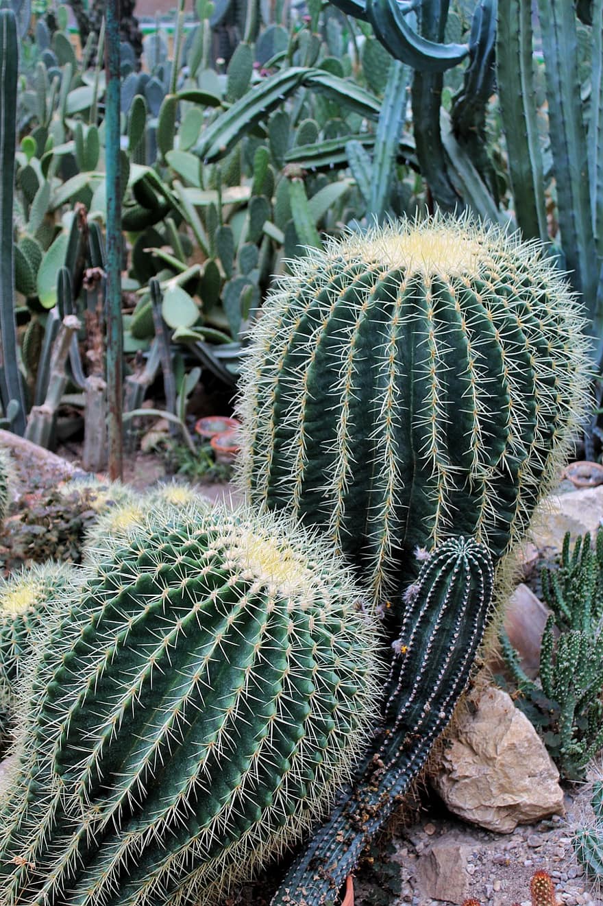 Cactus, Thorns, Green, Botanical Garden, Bucharest