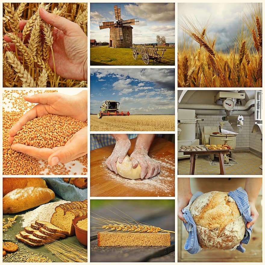 خبز ، حصاد ، قمح ، خبز الخبز ، حرفة ، خباز ، طعام ، السلع المخبوزة ، رغيف خبز ، السلع الغذائية الاساسية ، معجنات