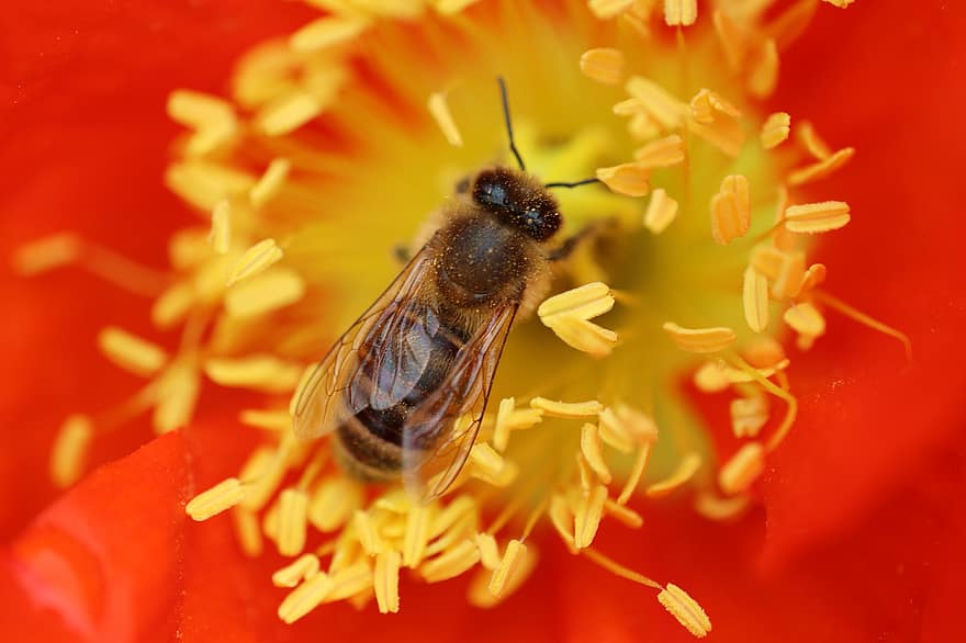 rojo, amapola, abeja, polen, polinizar, polinización, insecto, insecto con alas, himenópteros, cachorro rojo, flor roja