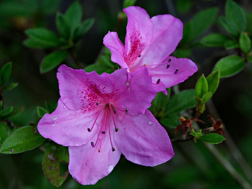 flor, azalea, flora, floración, pétalos, crecimiento, naturaleza, de cerca, planta, hoja, verano