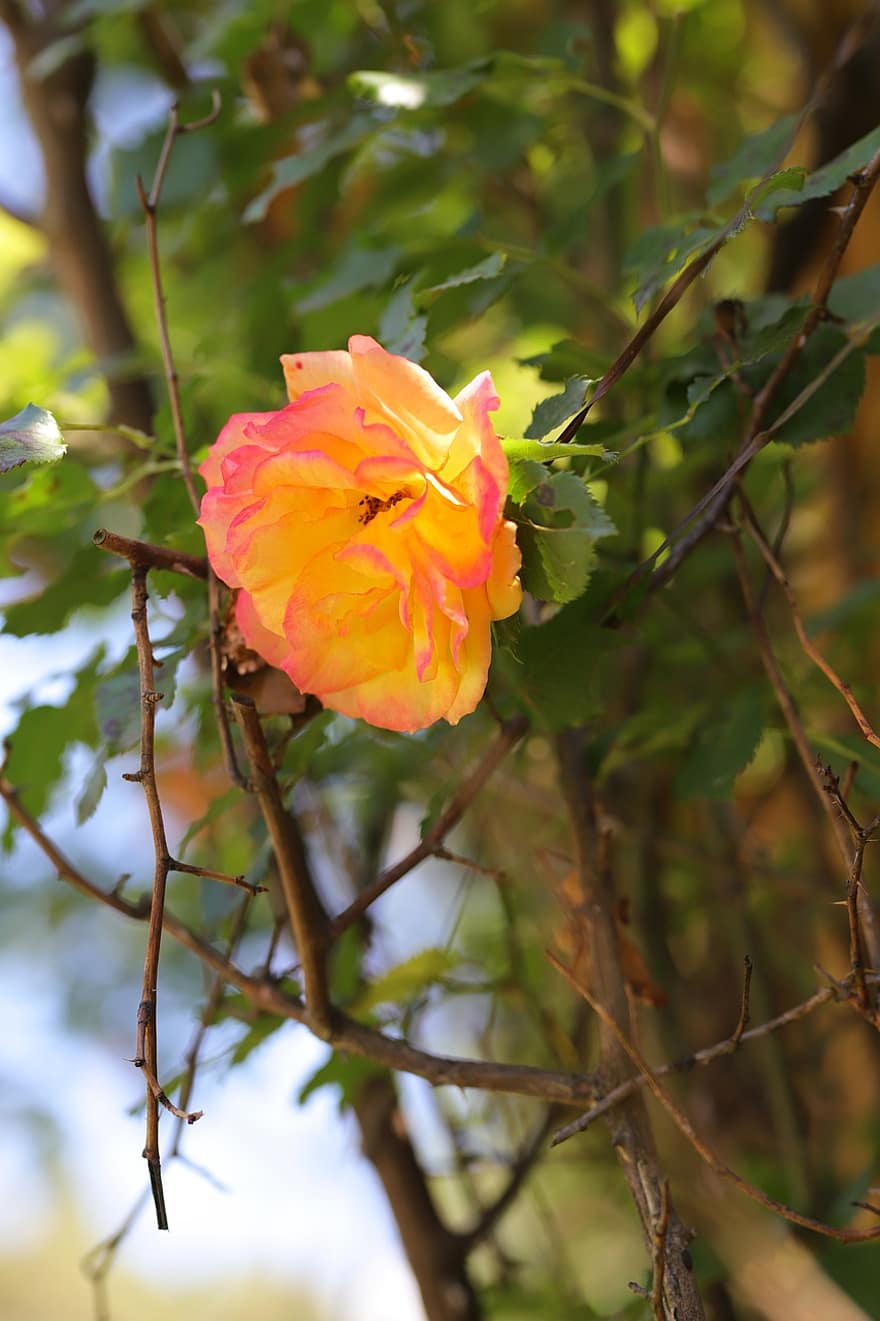 Rosa, flor, planta, rosa naranja, flor naranja, pétalos, floración, hojas, jardín, naturaleza