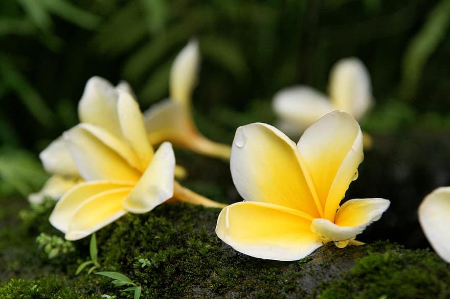 plumeria, frangipani, kukat, keltainen, eksoottinen, kukinta, kukka, valkoinen, Bali, luonto, terälehdet