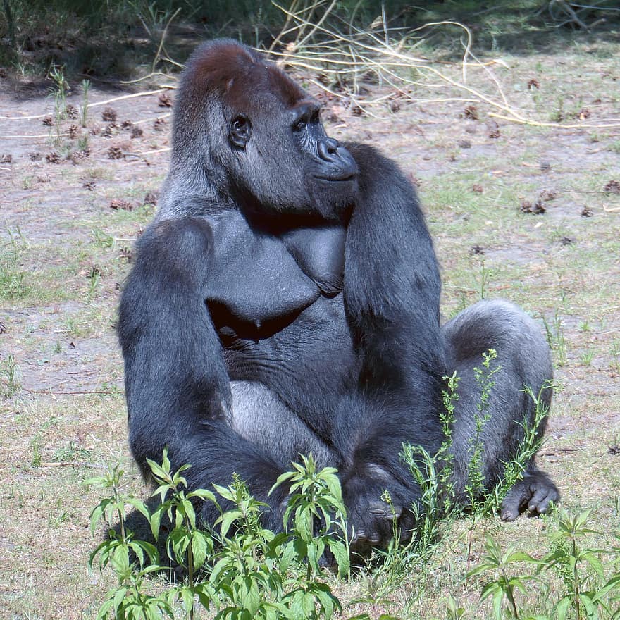 gorilla, dzīvnieku, zīdītāju, sēdēt, savvaļas dzīvnieks, primāts, dominējošs