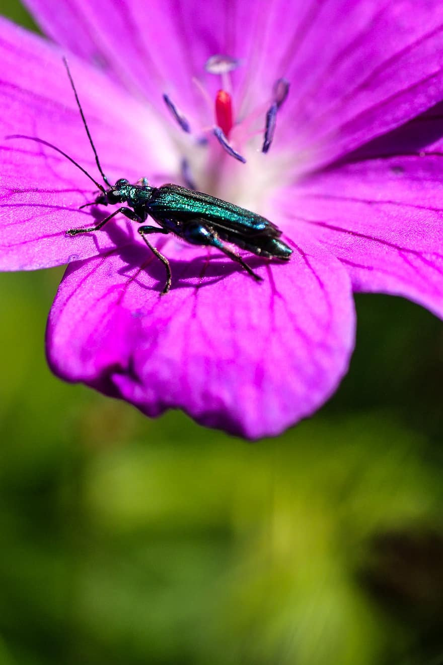 escarabajo, verde, metálico, macro, naturaleza