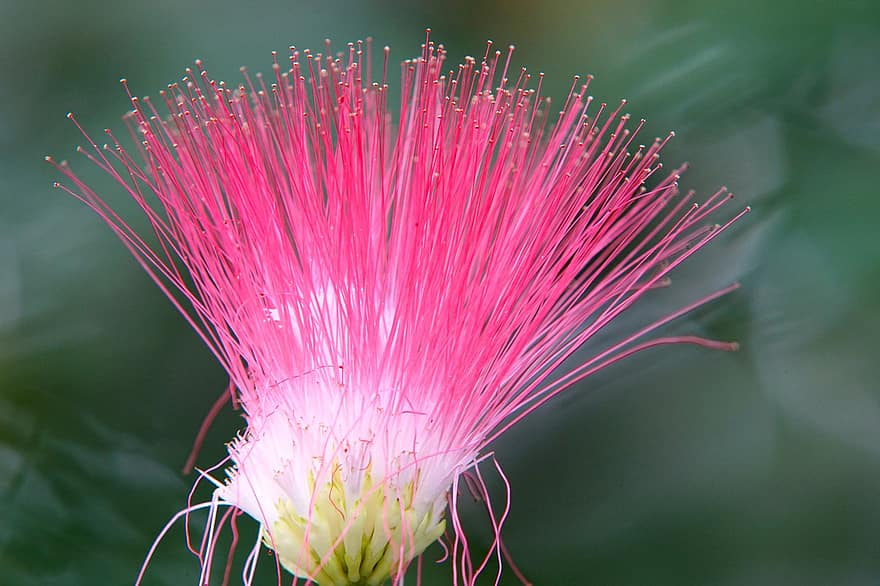 рожева квітка, квітка перського шовку, Шовкова квітка Альбіції, albizia julibrissin, цвітіння
