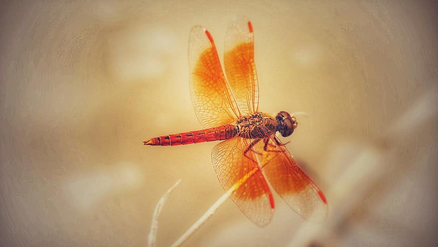 insekt, dragonfly, entomologi, arter, makro, nærbilde, dyrfløyen, sommer, gul, flying, dyr i naturen