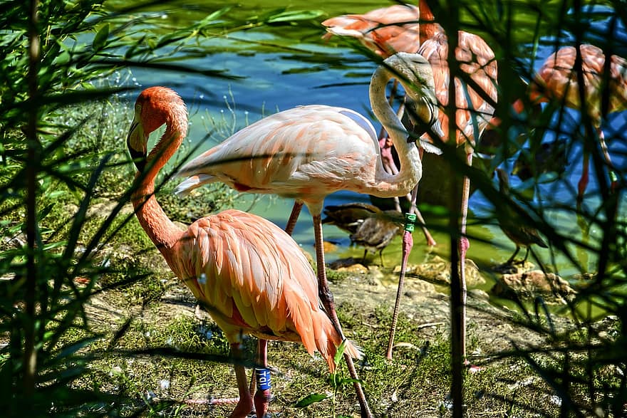 flamingolar, Fransa, park, villars-les-dombes, kuşlar, gölet