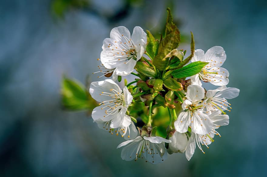 kersenbloesems, witte bloemen, natuur, de lente, flora, achtergrond, detailopname, lente, bloem, fabriek, versheid