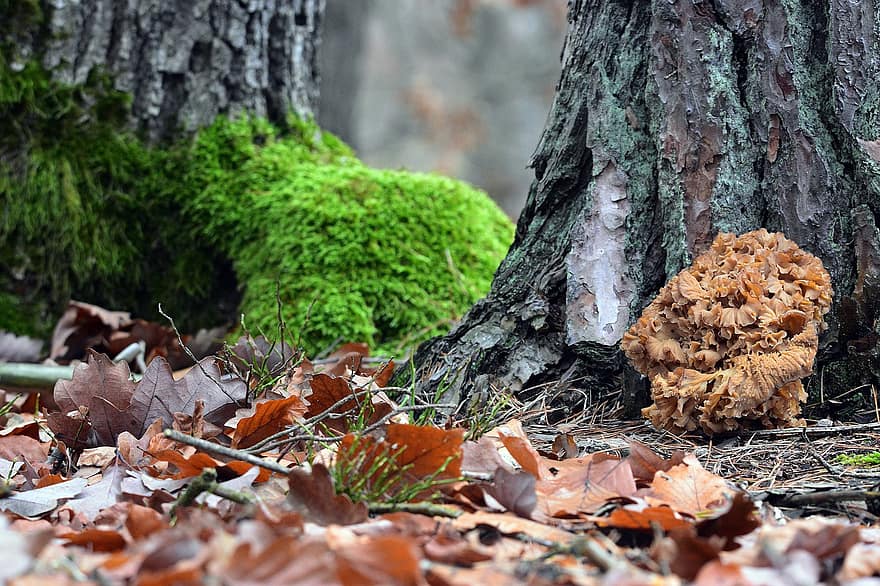 houba, mykologie, Příroda, les, podzim, list, strom, sezóna, rostlina, detail, žlutá