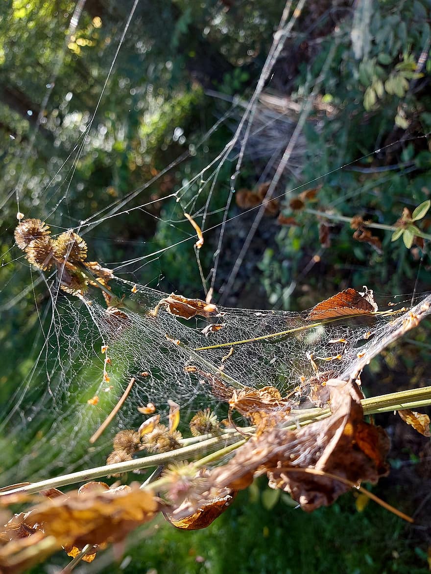 örümcek ağı, doğa, orman