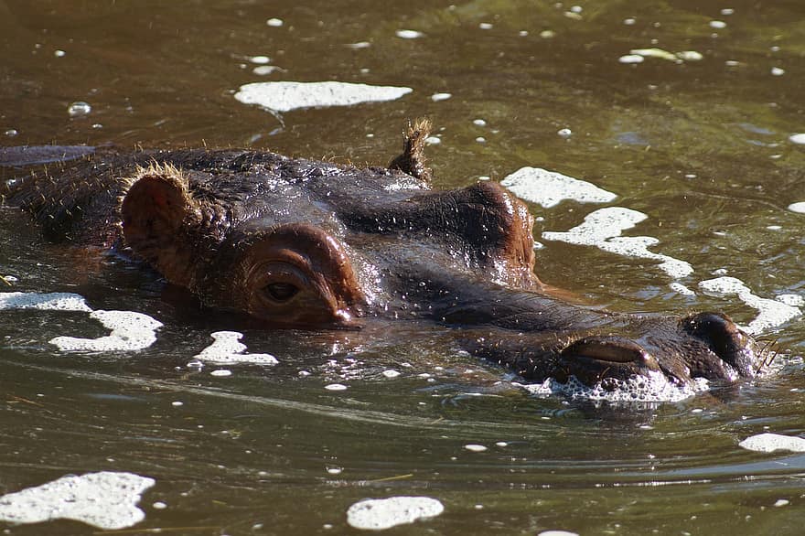 hipopotam, woda, zanurzony, zwierzę gruboskóre, ogród zoologiczny, świat zwierząt, ssak, głowa, zwierzę, dzikiej przyrody