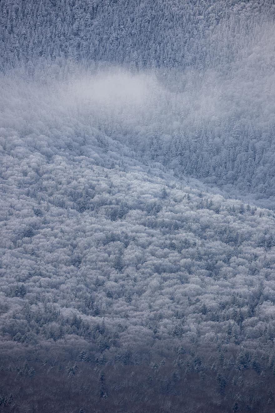 ziemā, mežs, kalni, raksturs, ārā, ainavu, koki, sniegs, auksts, mākoņi, skatuvisks