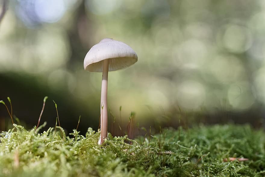 Mushroom, Plant, Moss, Toadstool, Mycology, Forest, Wild, Nature