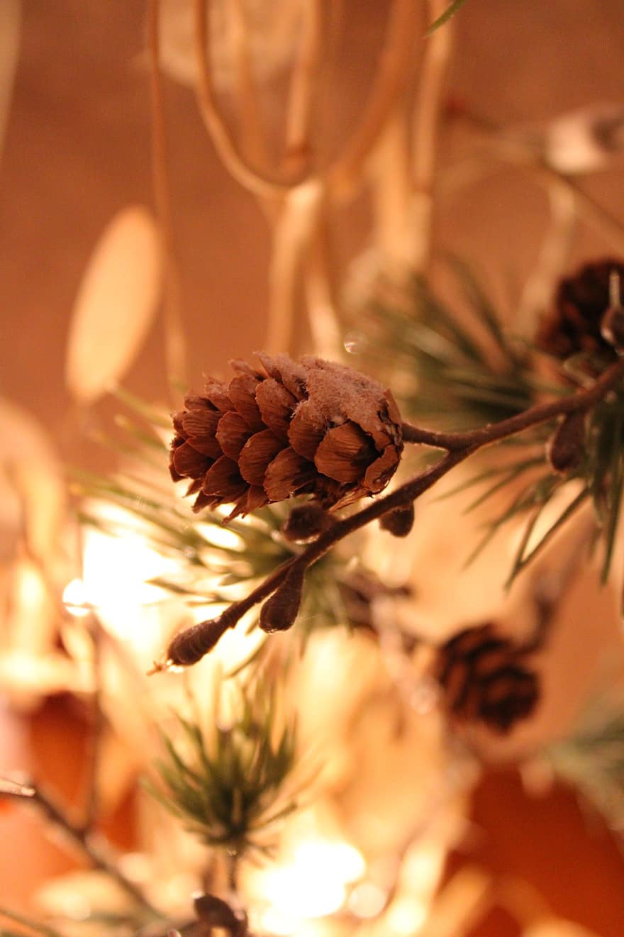 ziemā, svētku, dekoru, dekoratīvs, priede, adatu, pinecone, konuss, koks, raksturs, tuvplāns