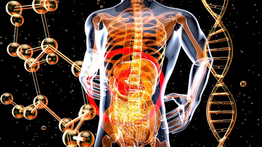 Внутрішні органи, анатомія, днк, генетика, атом, молекула, біль, здоров'я, травна, рентген, кишечник