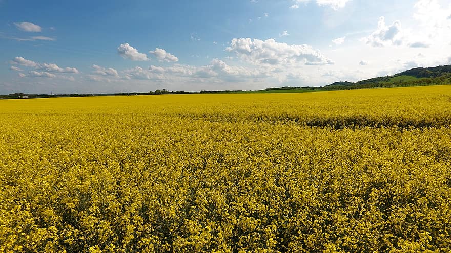 Oilseed Rape, Rapeseed Field, Yellow Flowers, Agriculture, Country Life, Landscape, Crop