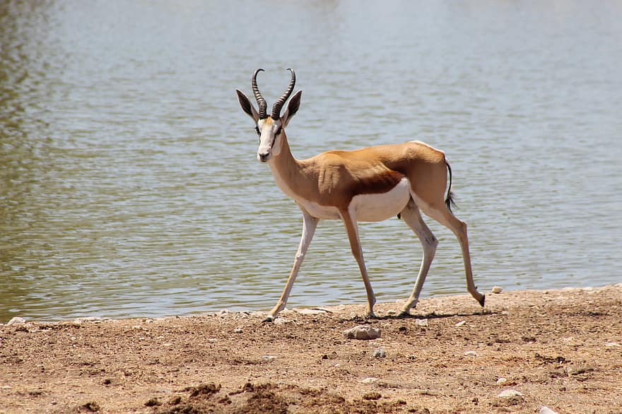 springbok, animale, banca, lago, fiume, antilope, mammifero, natura, natura selvaggia, selvaggio, parco nazionale di etosha
