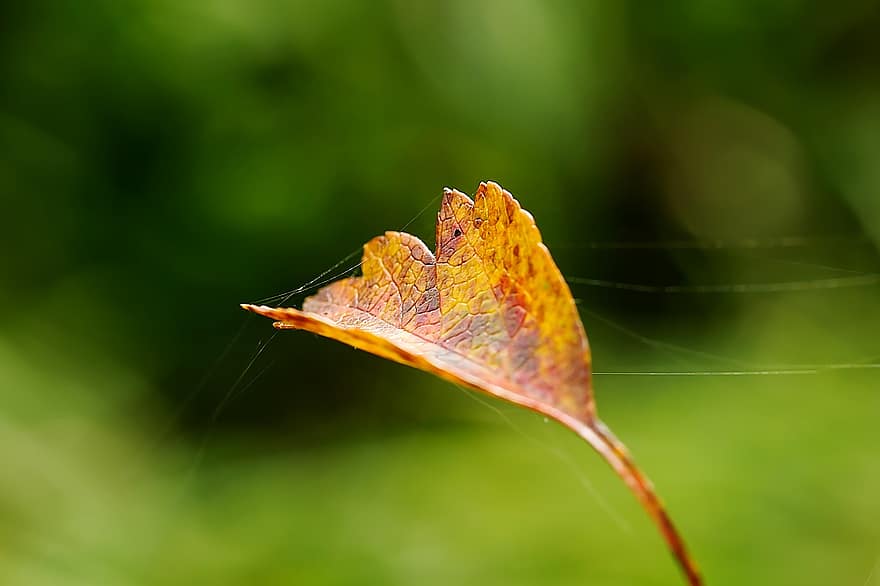 efterårsblade, blad, web, spindelvæv, edderkoppespind, efterår, oktober, natur, efterår farver, faldfarve, tæt på