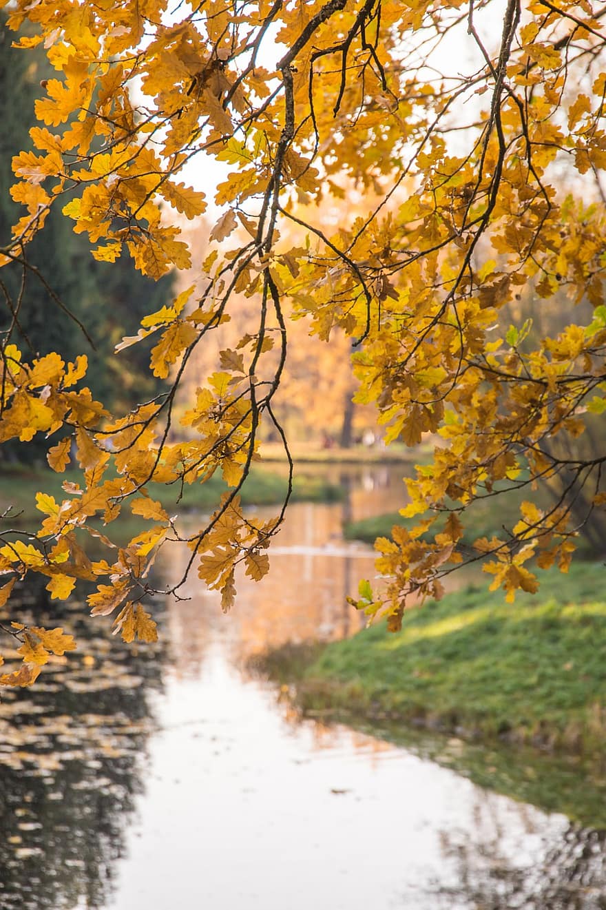 otoño, parque, hojas, ramas, árbol, follaje, lago, agua