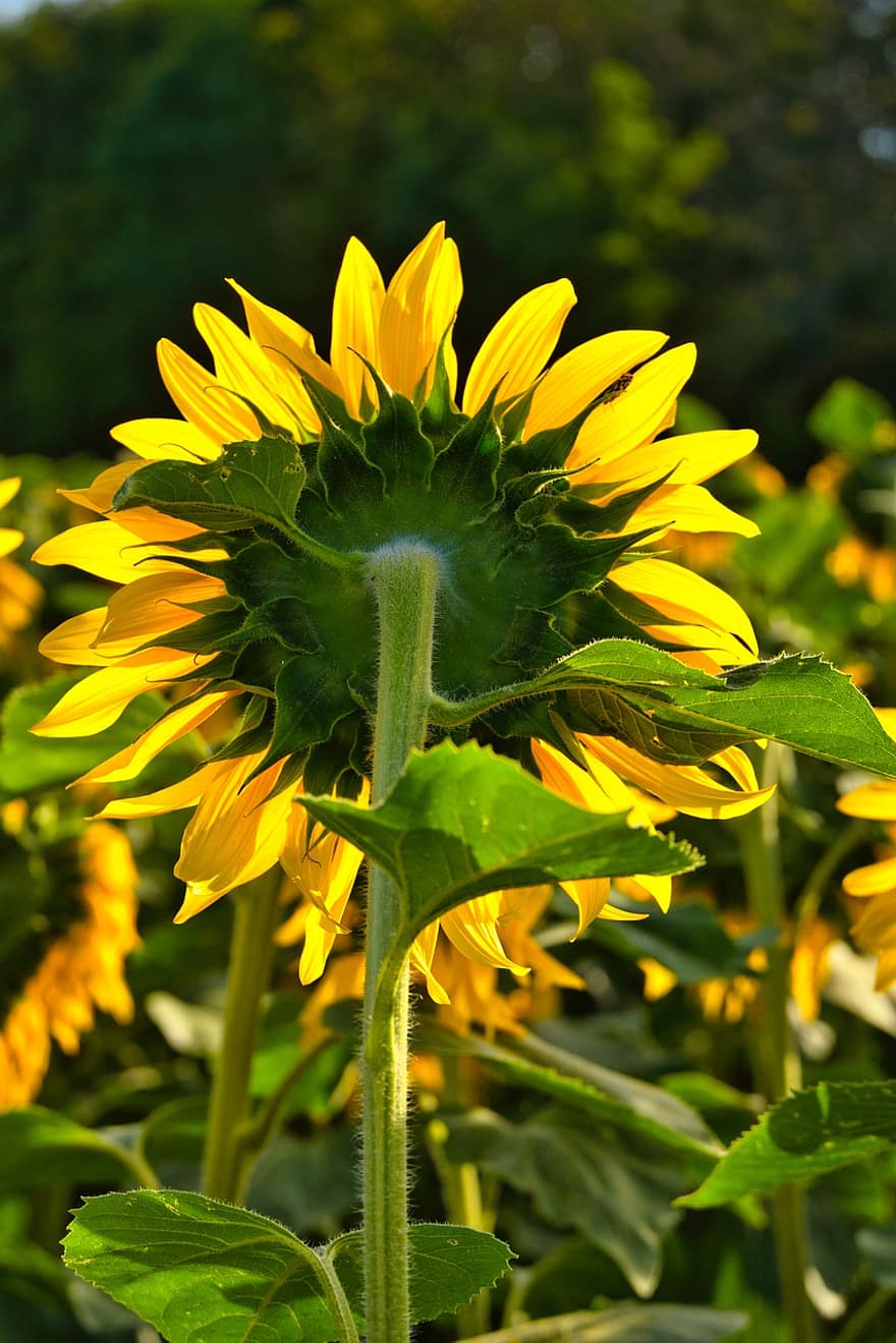 Sunflower, Yellow, Summer, Morning Walk, Sunflower Field, Flower, Blossom, Bloom, Nature, Close Up, Plant