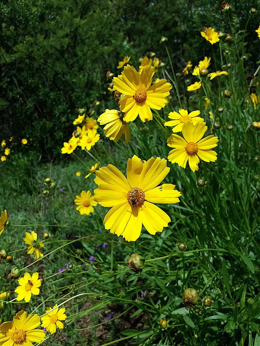 Tickweeds, bunga-bunga, bunga kuning, kelopak, kelopak kuning, berkembang, mekar, flora, tanaman, alam, musim panas