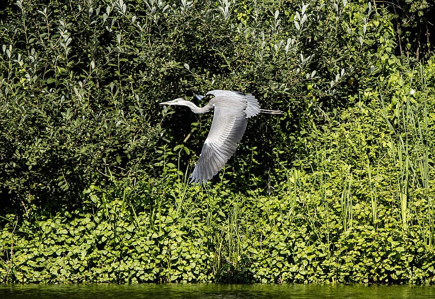 Grey Heron, Lake, Flying, Bird Watching, Avian, Bird
