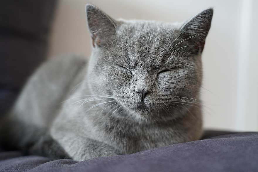 chat, en train de dormir, chat gris, félin, animal de compagnie, endormi, chat qui dort, minou, national, chat domestique, portrait