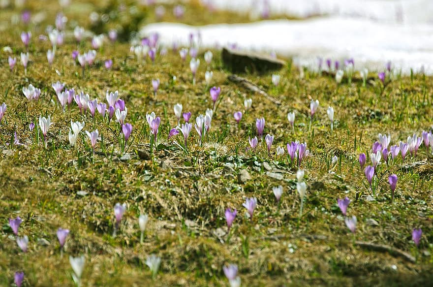 krokus, sneeuw, lente ontbloeit, natuur, bloem, vroege bloeier, de lente, Frühlingsanfang