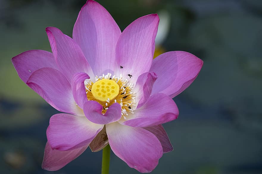Lotus, Flower, Plant, Pink Flower, Petals, Water Lily, Bloom, Aquatic Plant, Spring, Flora, Pond