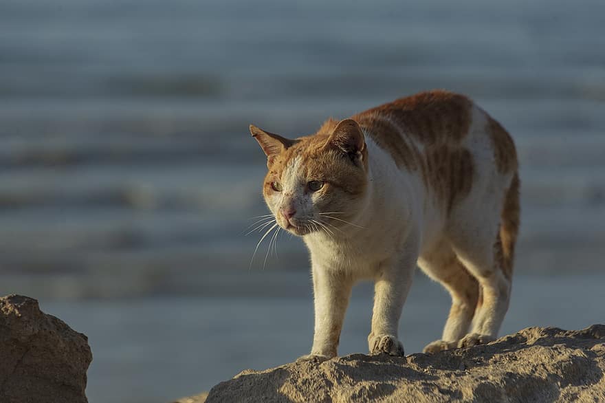 кошка, животное, бездомный, домашнее животное, внутренний, кошачий, млекопитающее, бродячий кот, уличный кот, берег, камень