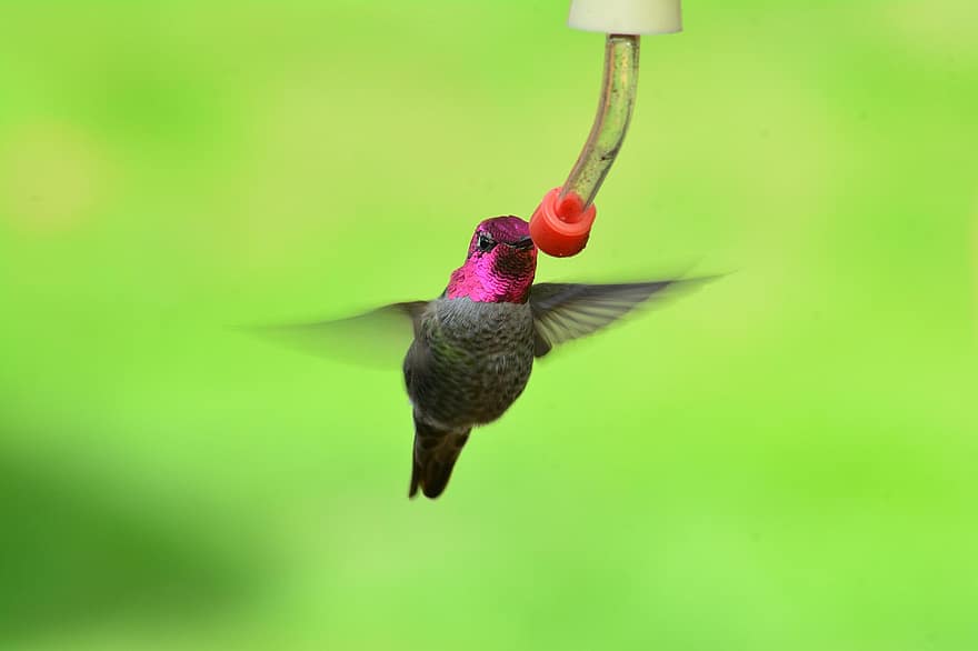 colibrì, uccello, volante, Calypte, animale, natura, mangiatoia per uccelli, fauna