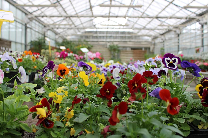 Flowers, Bloom, Greenhouse, Horticulture, Petals, Nature, Plant, Flora, Blossom