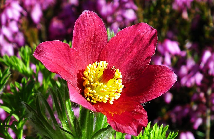 pasqueflower, kwiat, roślina, sasanki, czerwony kwiat, płatki, wiosna, ogród, zbliżenie, lato, płatek