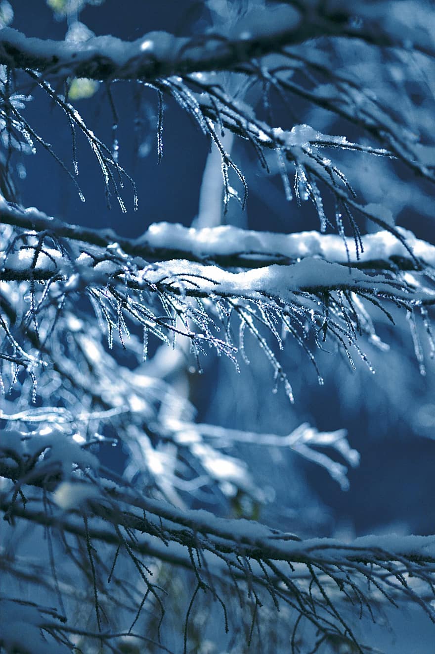 자연, 고드름, 눈, 겨울, 나무, 푸른, 분기, 닫다, 시즌, 배경, 숲
