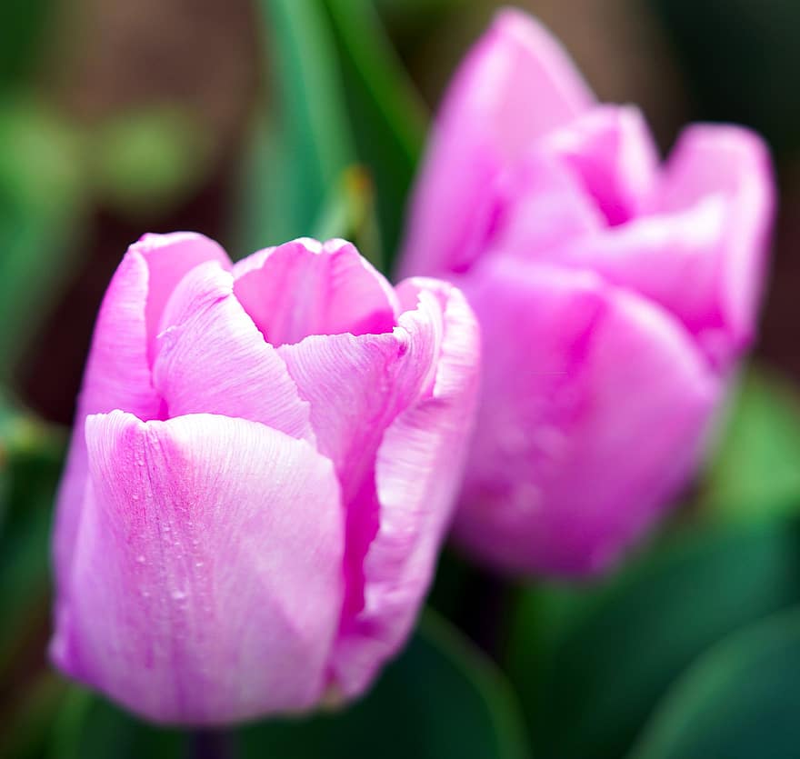 tulipas, flores, plantas, flores cor de rosa, pétalas, flor, Flor, Primavera, flora, natureza