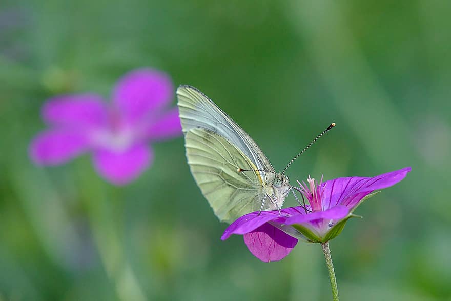 Gonepteryx rhamni, Schmetterling, Insekt, Blumen, Sommer-, blühen